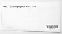 Image of Sphaerographium lonicerae